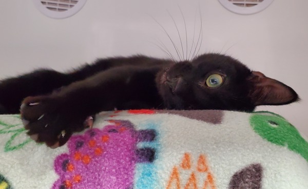 Jiji