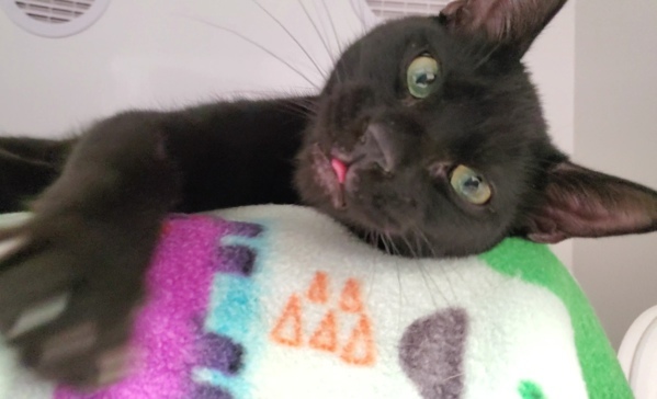 Jiji