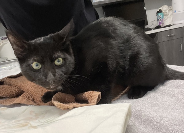 Jiji