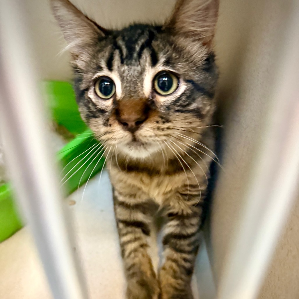 Milky Way, an adoptable Domestic Medium Hair in Great Falls, MT, 59404 | Photo Image 1
