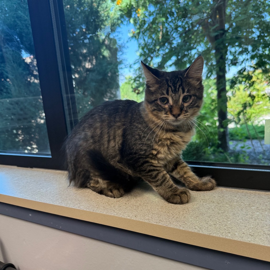 Milky Way, an adoptable Domestic Medium Hair in Great Falls, MT, 59404 | Photo Image 2