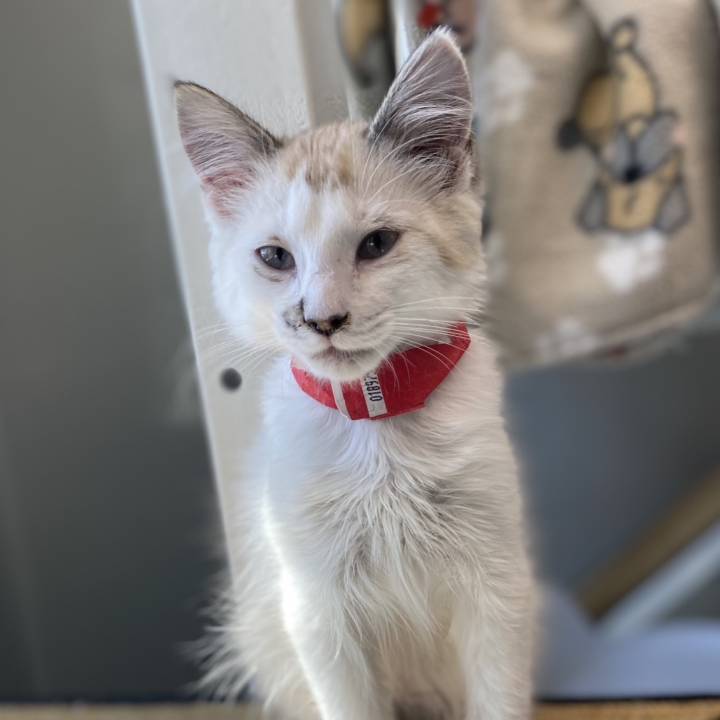 Nougat, an adoptable Domestic Short Hair in Great Falls, MT, 59404 | Photo Image 1