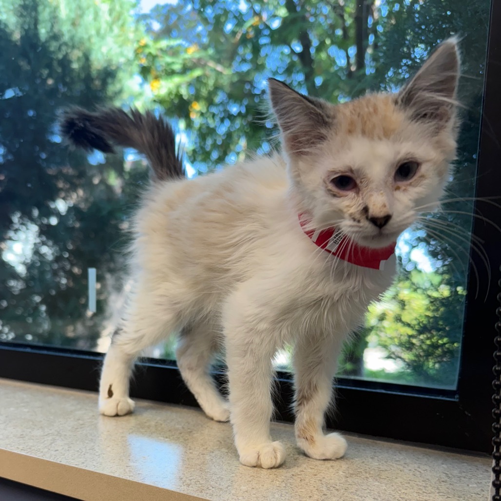 Nougat, an adoptable Domestic Short Hair in Great Falls, MT, 59404 | Photo Image 2