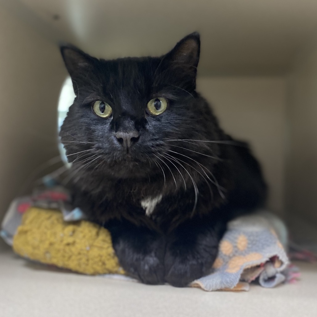 Dorito, an adoptable Domestic Long Hair in Great Falls, MT, 59404 | Photo Image 1