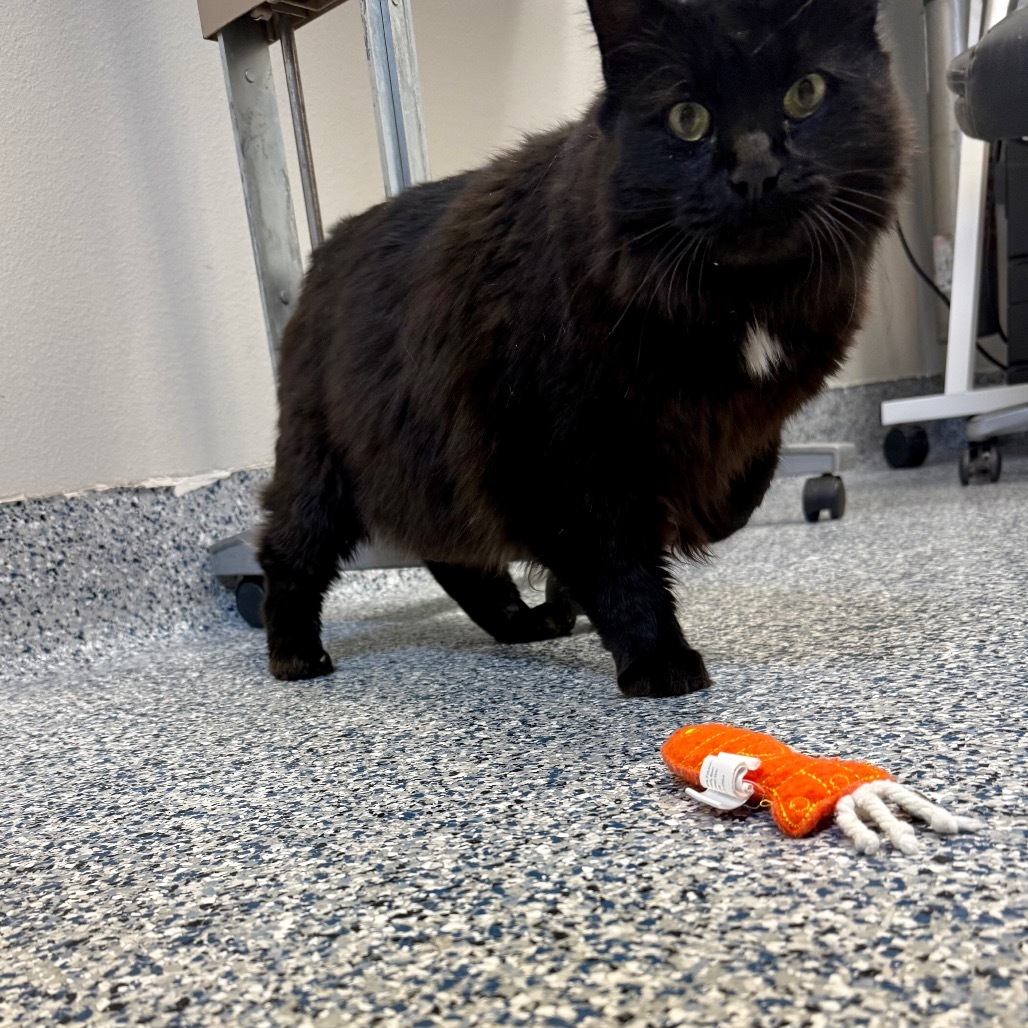 Dorito, an adoptable Domestic Long Hair in Great Falls, MT, 59404 | Photo Image 3