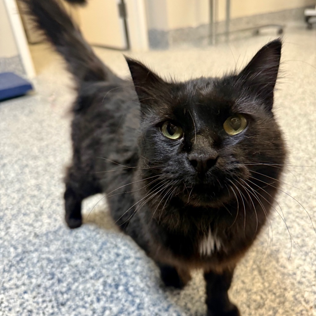 Dorito, an adoptable Domestic Long Hair in Great Falls, MT, 59404 | Photo Image 4