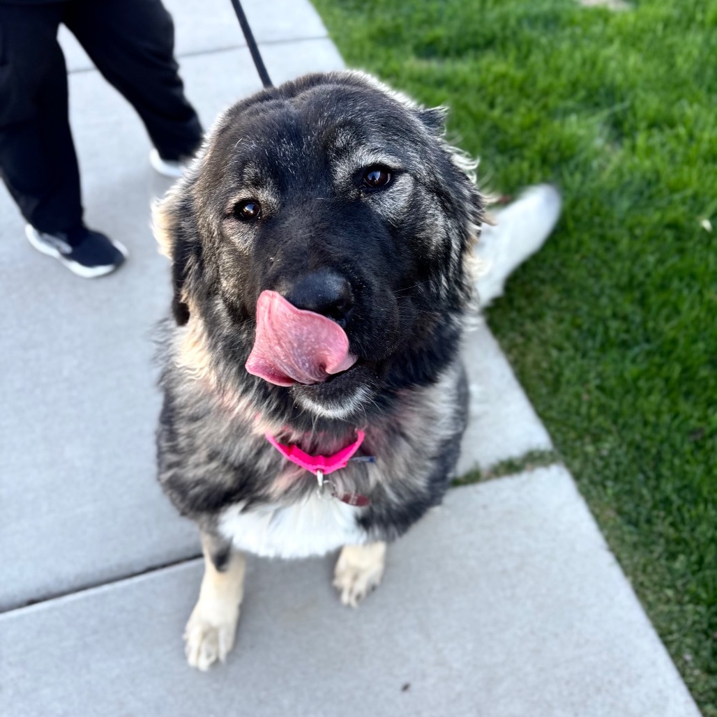 Naamah, an adoptable Anatolian Shepherd, Great Pyrenees in Great Falls, MT, 59404 | Photo Image 1