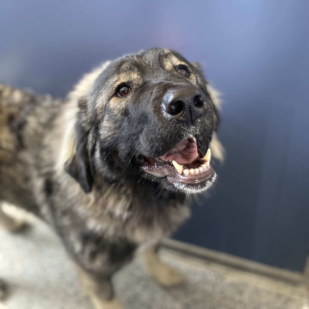 Naamah, an adoptable Anatolian Shepherd, Great Pyrenees in Great Falls, MT, 59404 | Photo Image 2