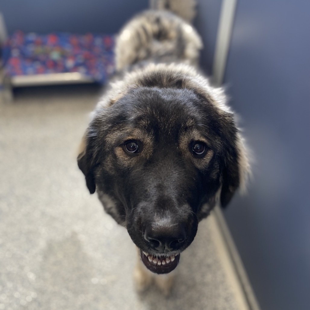 Naamah, an adoptable Anatolian Shepherd, Great Pyrenees in Great Falls, MT, 59404 | Photo Image 3