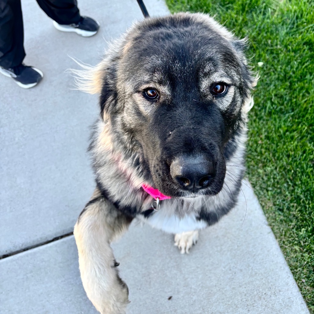Naamah, an adoptable Anatolian Shepherd, Great Pyrenees in Great Falls, MT, 59404 | Photo Image 6