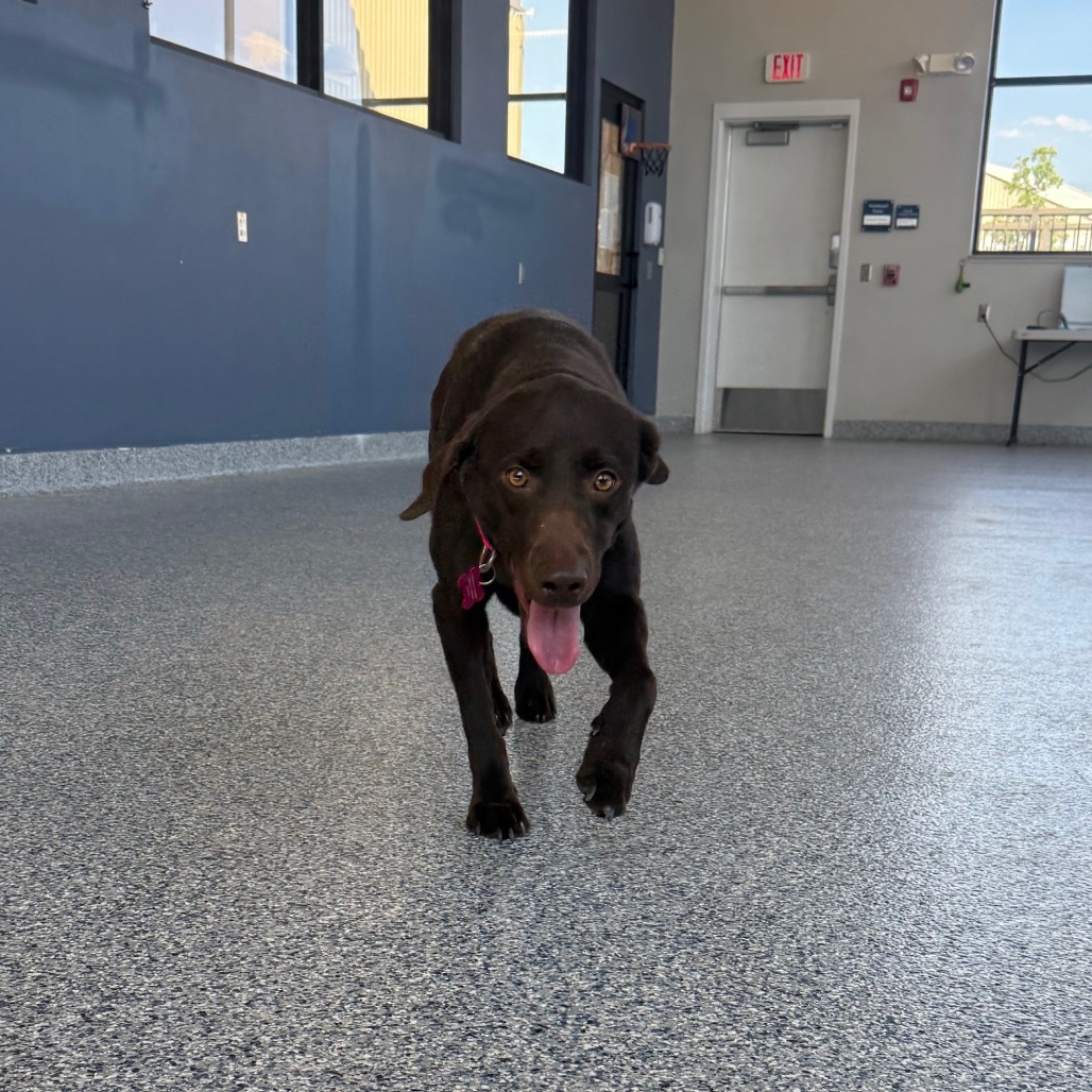 Kiele, an adoptable Chocolate Labrador Retriever, Mixed Breed in Great Falls, MT, 59404 | Photo Image 1