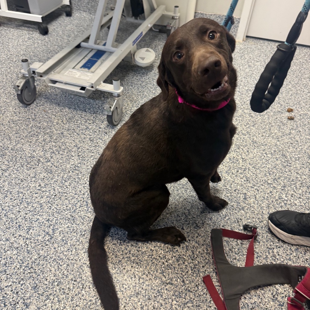 Kiele, an adoptable Chocolate Labrador Retriever, Mixed Breed in Great Falls, MT, 59404 | Photo Image 2