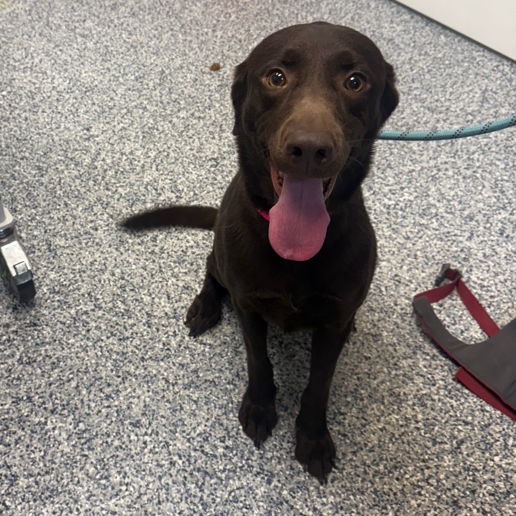 Kiele, an adoptable Chocolate Labrador Retriever, Mixed Breed in Great Falls, MT, 59404 | Photo Image 3