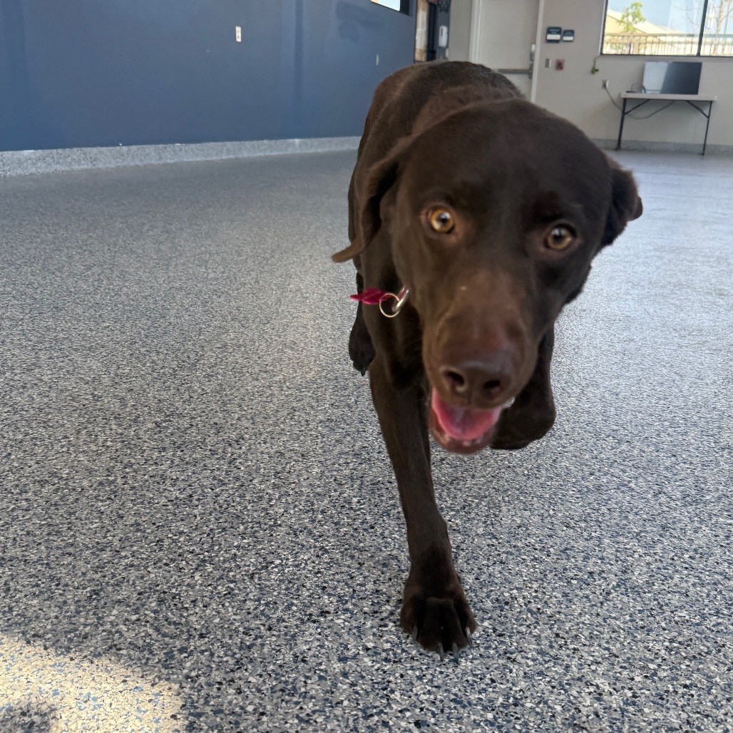 Kiele, an adoptable Chocolate Labrador Retriever, Mixed Breed in Great Falls, MT, 59404 | Photo Image 4