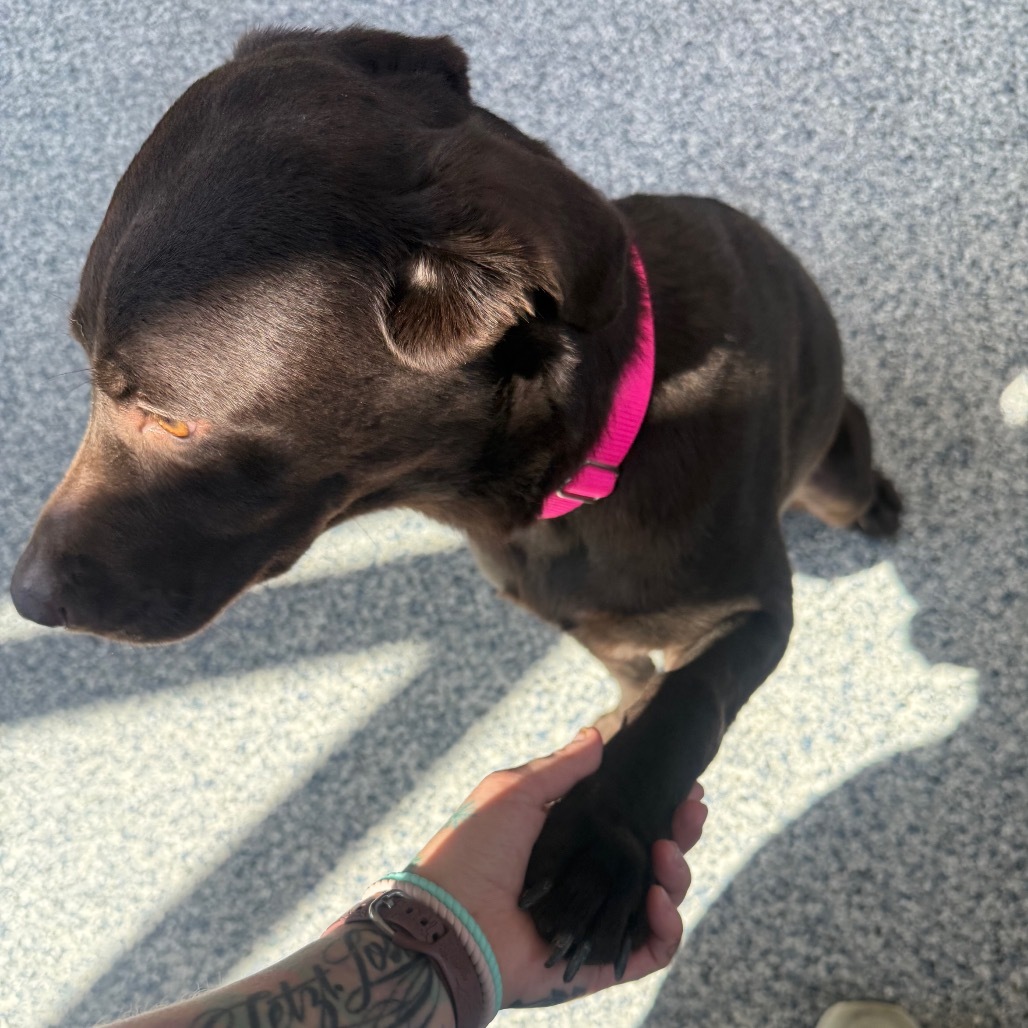 Kiele, an adoptable Chocolate Labrador Retriever, Mixed Breed in Great Falls, MT, 59404 | Photo Image 5