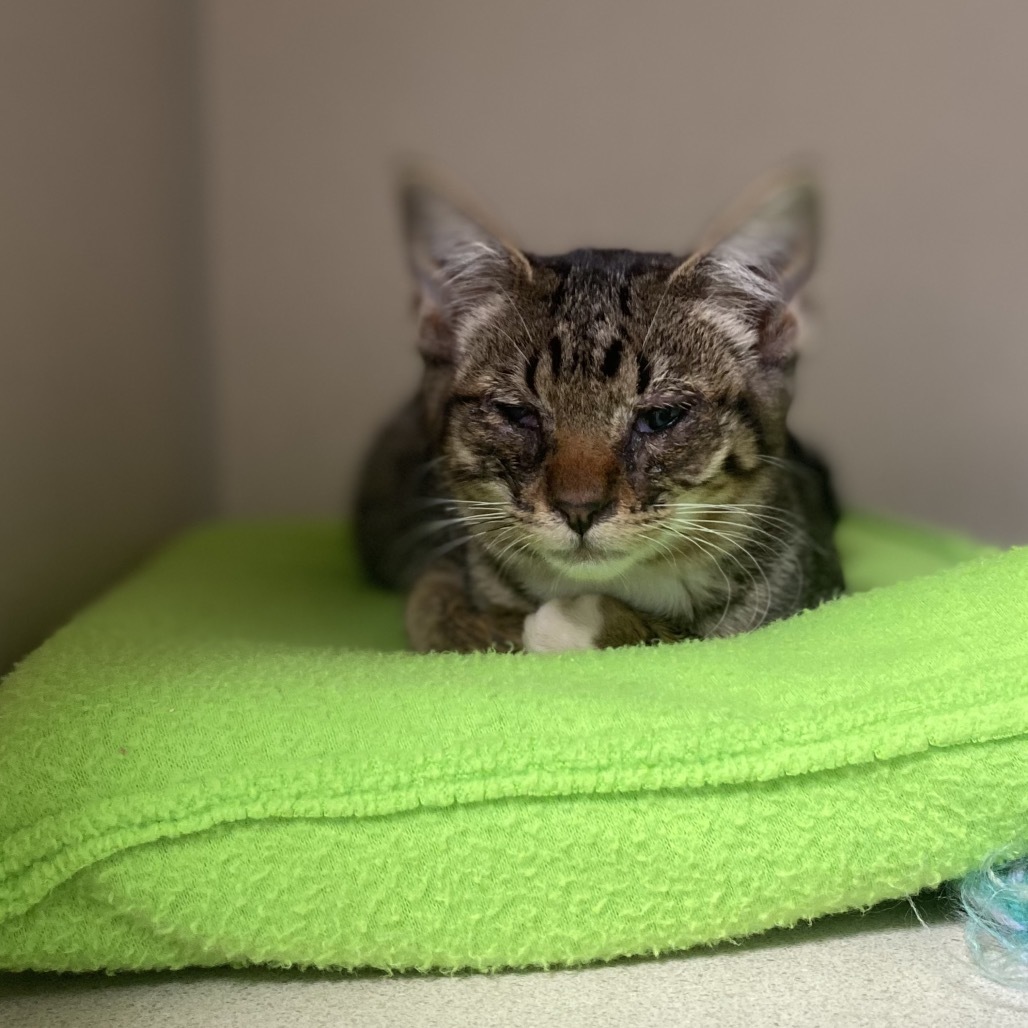 RePete, an adoptable Domestic Short Hair in Great Falls, MT, 59404 | Photo Image 2