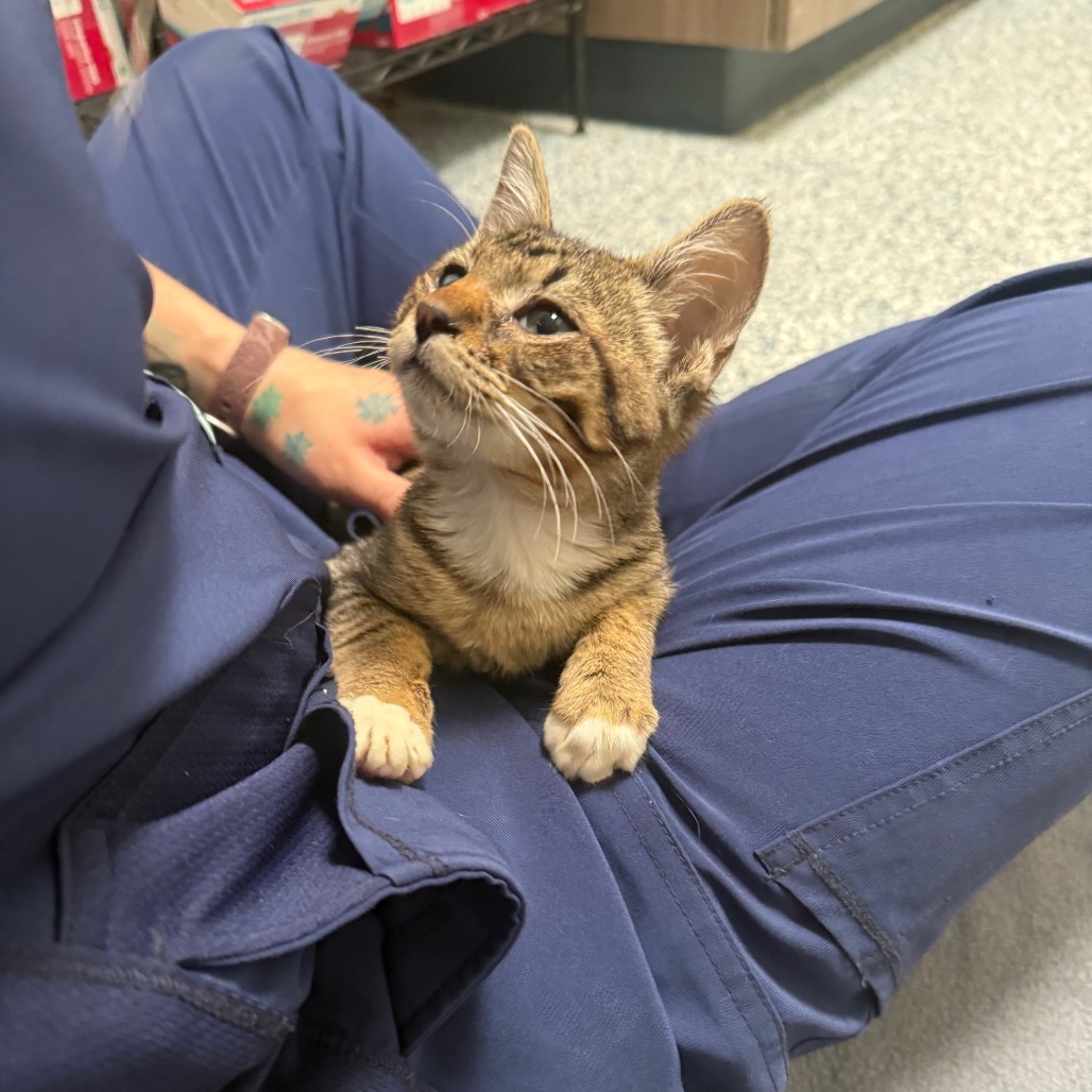 RePete, an adoptable Domestic Short Hair in Great Falls, MT, 59404 | Photo Image 3