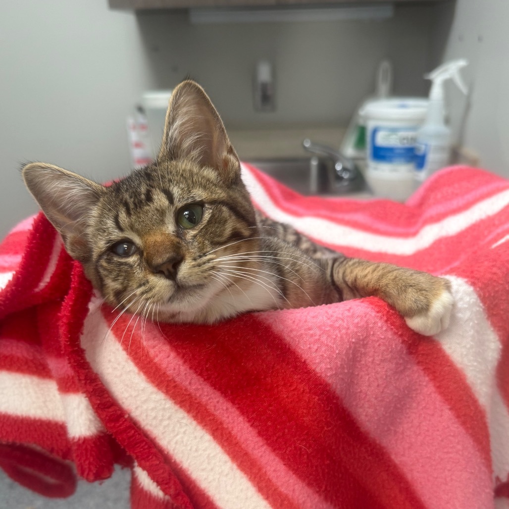 RePete, an adoptable Domestic Short Hair in Great Falls, MT, 59404 | Photo Image 6