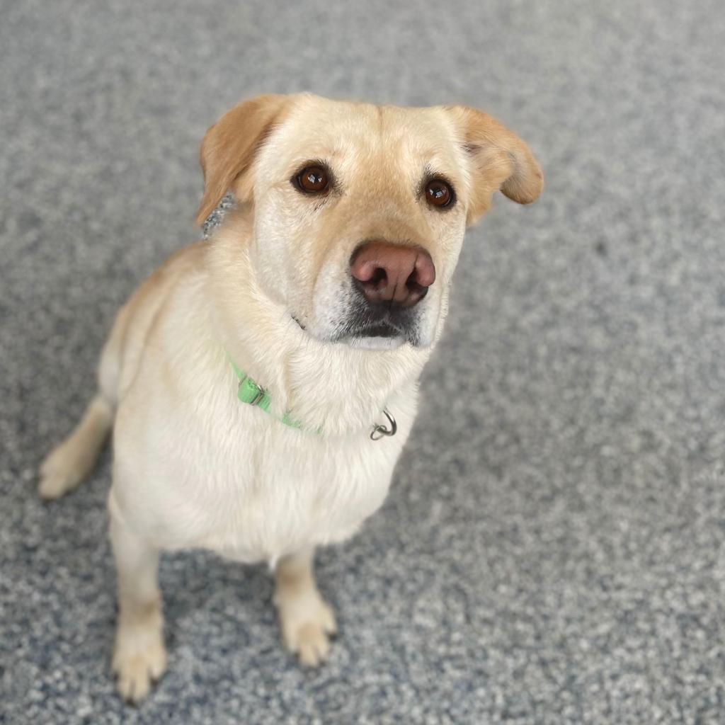 Max, an adoptable Labrador Retriever in Great Falls, MT, 59404 | Photo Image 1