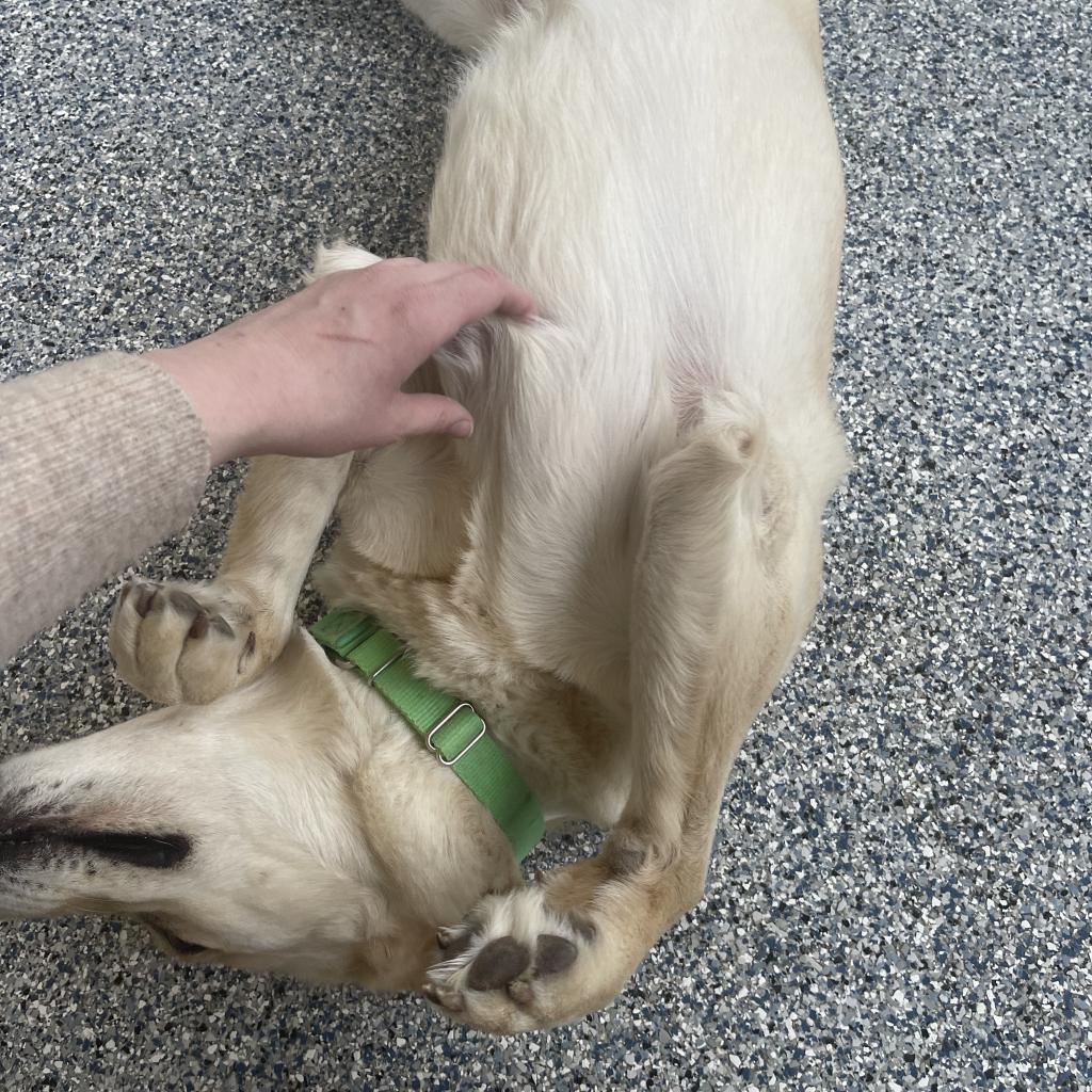 Max, an adoptable Labrador Retriever in Great Falls, MT, 59404 | Photo Image 3