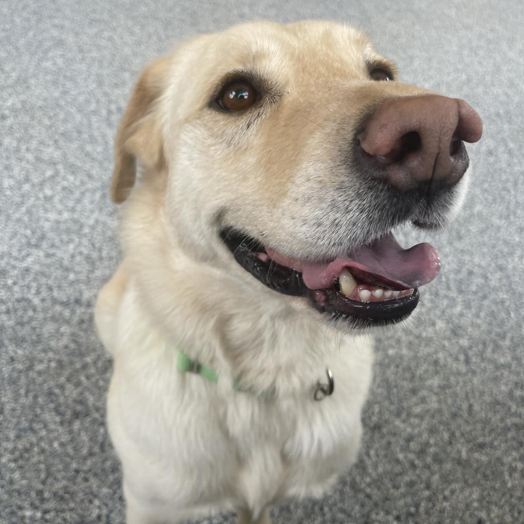 Max, an adoptable Labrador Retriever in Great Falls, MT, 59404 | Photo Image 4