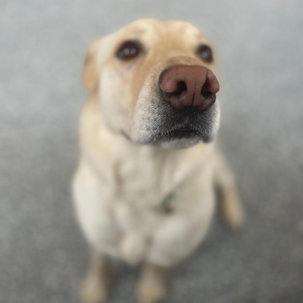 Max, an adoptable Labrador Retriever in Great Falls, MT, 59404 | Photo Image 5
