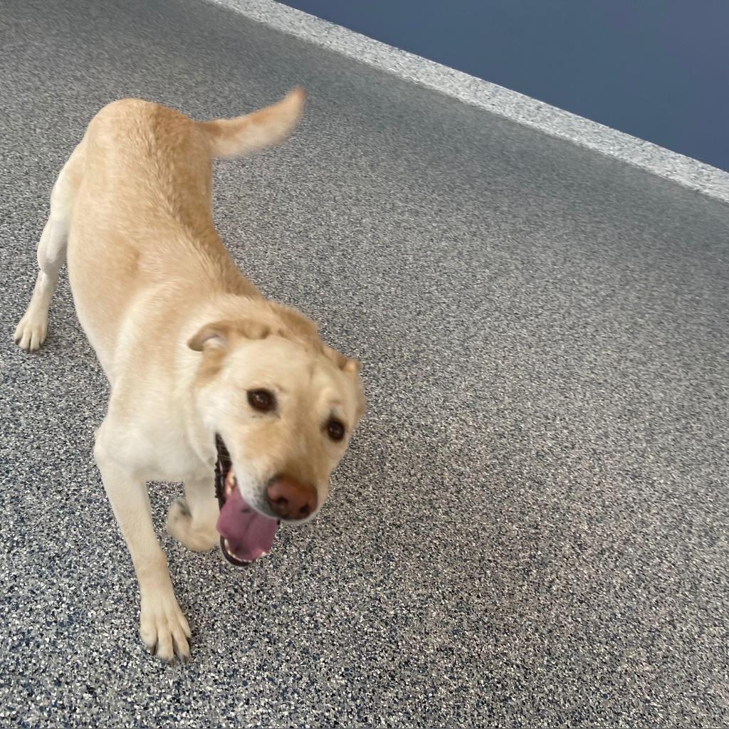 Max, an adoptable Labrador Retriever in Great Falls, MT, 59404 | Photo Image 6