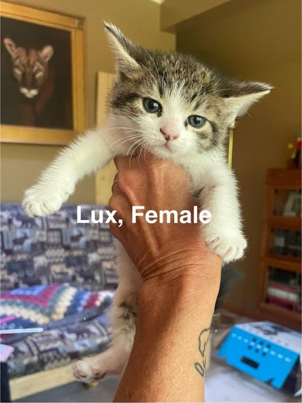 Lux