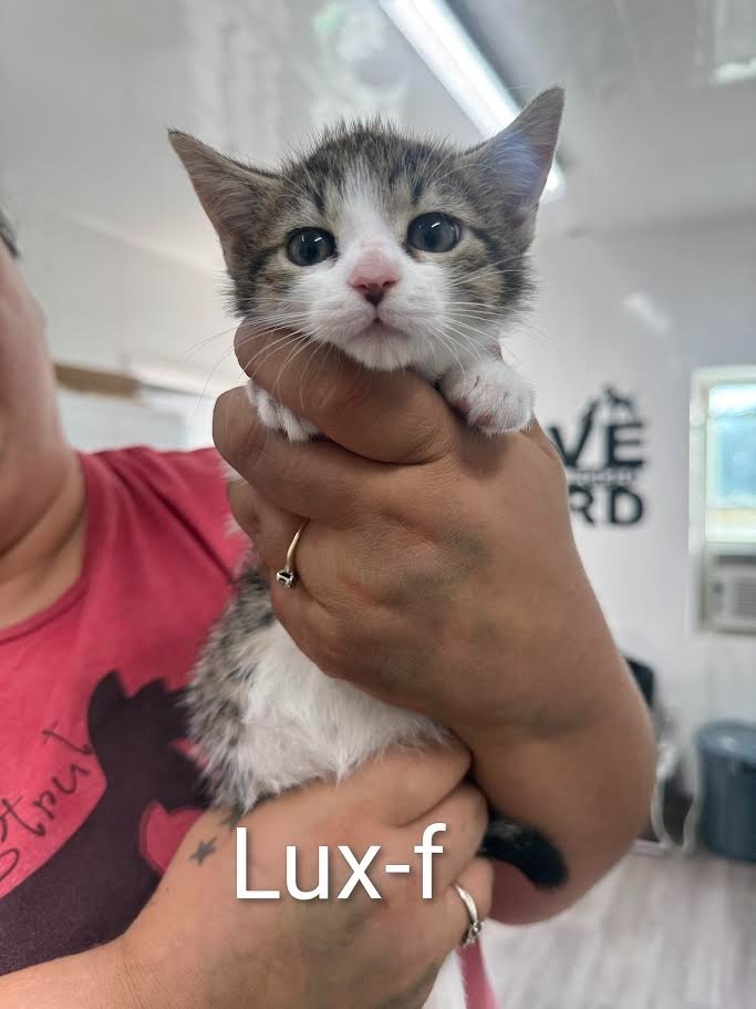 Lux