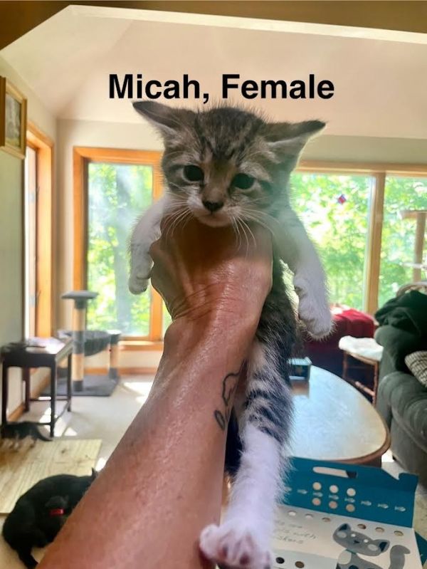 Micah