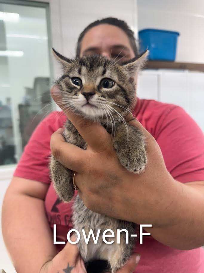 Lowen