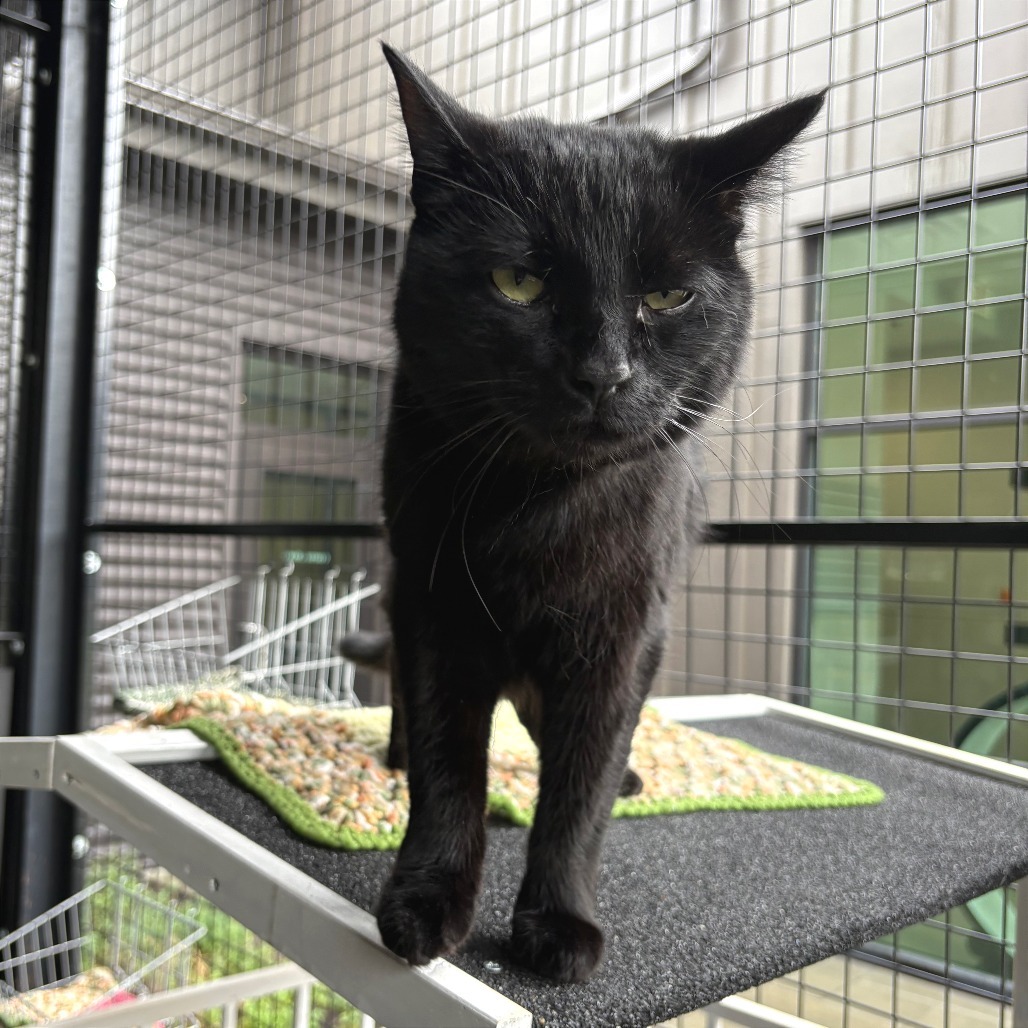 Bandit, an adoptable Domestic Short Hair in Hailey, ID, 83333 | Photo Image 1