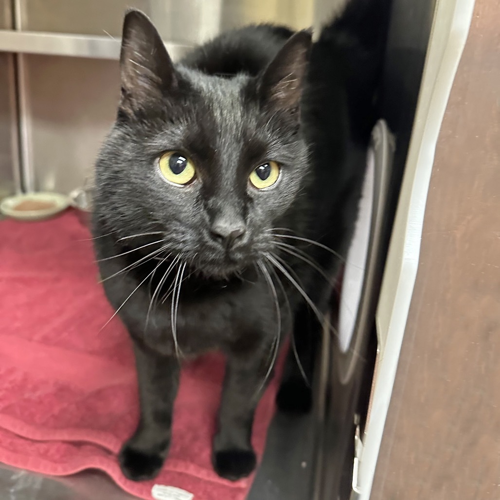 Bandit, an adoptable Domestic Short Hair in Hailey, ID, 83333 | Photo Image 2