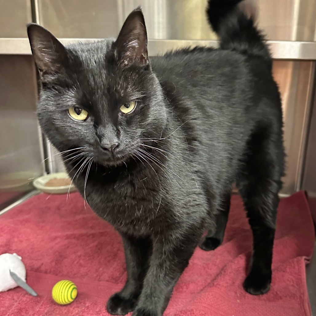Bandit, an adoptable Domestic Short Hair in Hailey, ID, 83333 | Photo Image 3