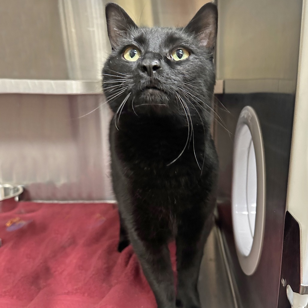 Bandit, an adoptable Domestic Short Hair in Hailey, ID, 83333 | Photo Image 4