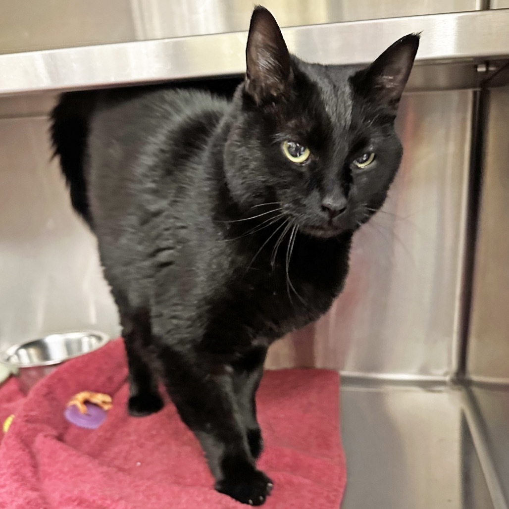 Bandit, an adoptable Domestic Short Hair in Hailey, ID, 83333 | Photo Image 5