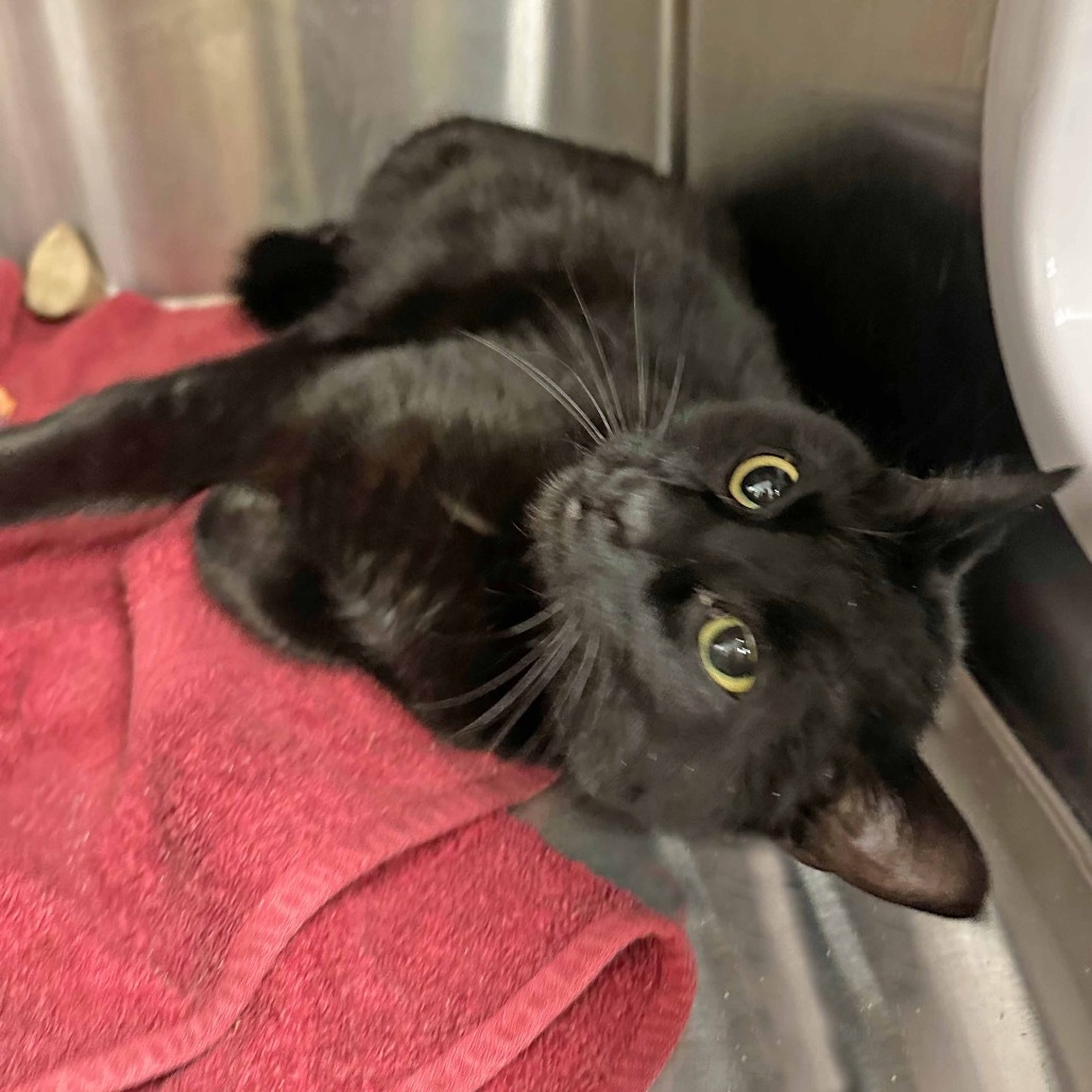 Bandit, an adoptable Domestic Short Hair in Hailey, ID, 83333 | Photo Image 6