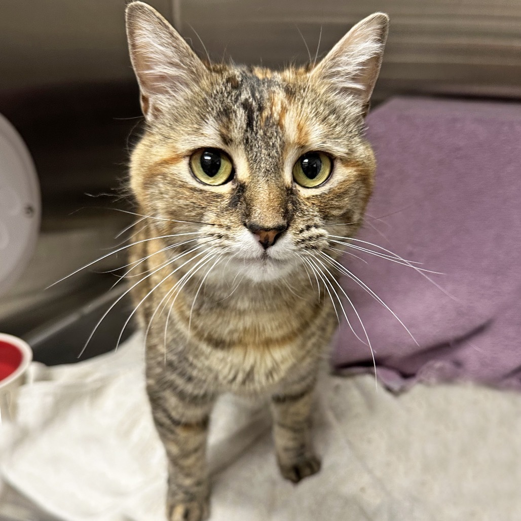 Floppa, an adoptable Domestic Short Hair in Hailey, ID, 83333 | Photo Image 1