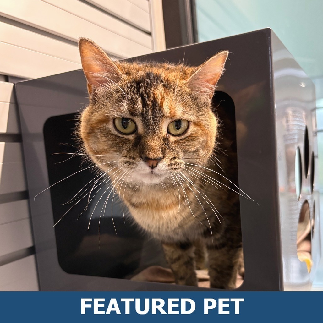 Floppa, an adoptable Domestic Short Hair in Hailey, ID, 83333 | Photo Image 1