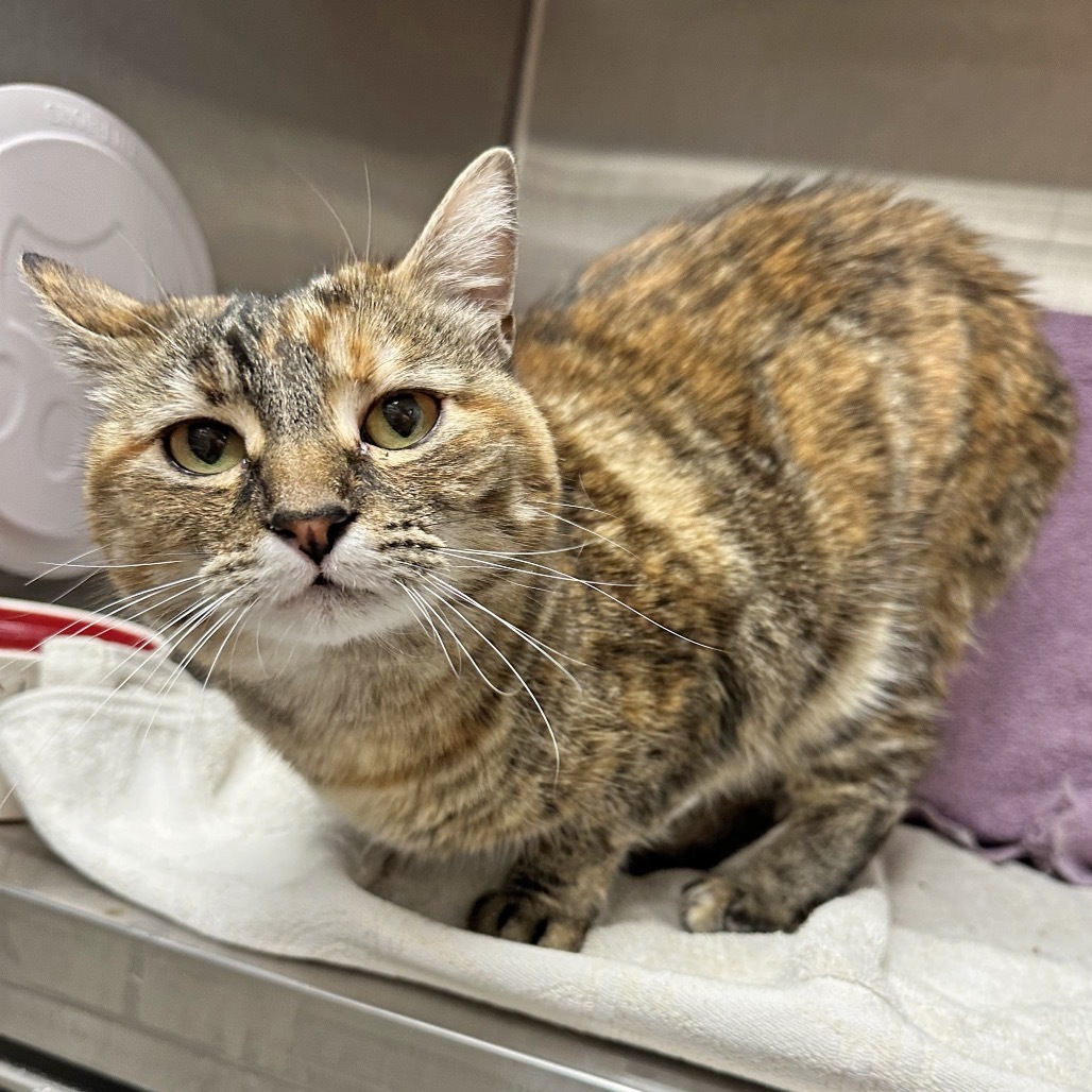 Floppa, an adoptable Domestic Short Hair in Hailey, ID, 83333 | Photo Image 2
