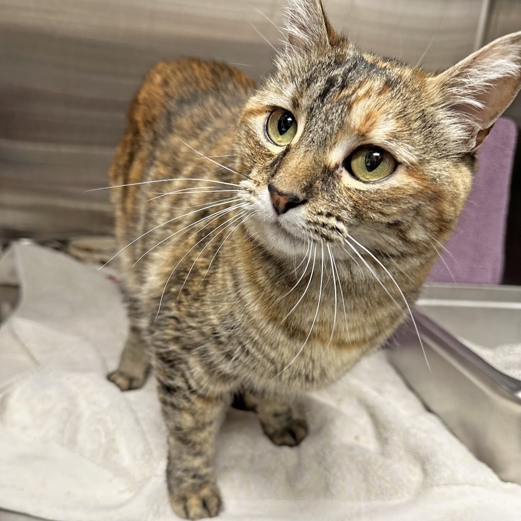 Floppa, an adoptable Domestic Short Hair in Hailey, ID, 83333 | Photo Image 3