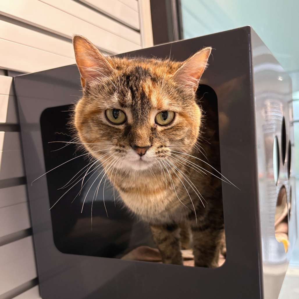 Floppa, an adoptable Domestic Short Hair in Hailey, ID, 83333 | Photo Image 5