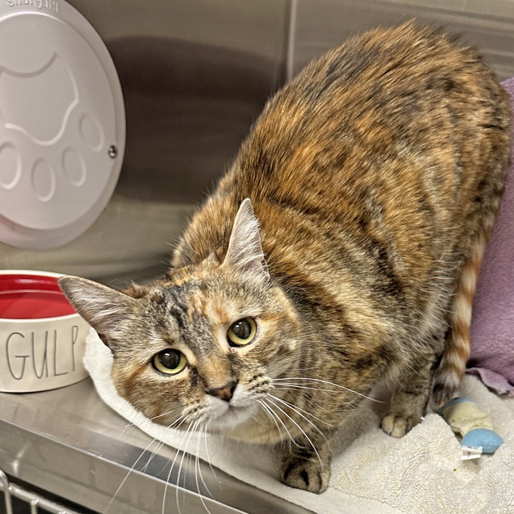 Floppa, an adoptable Domestic Short Hair in Hailey, ID, 83333 | Photo Image 5
