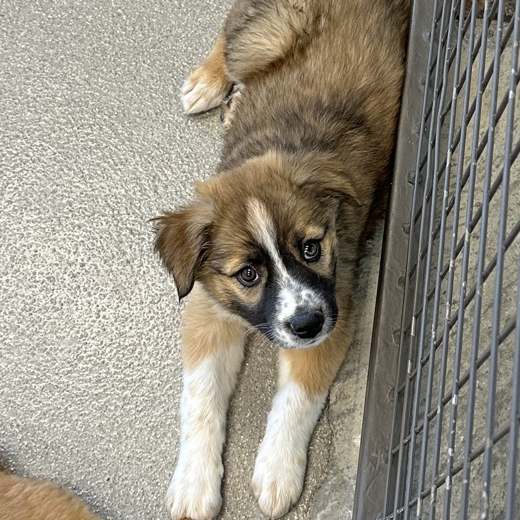Armor Wing, an adoptable Mixed Breed in Hailey, ID, 83333 | Photo Image 1