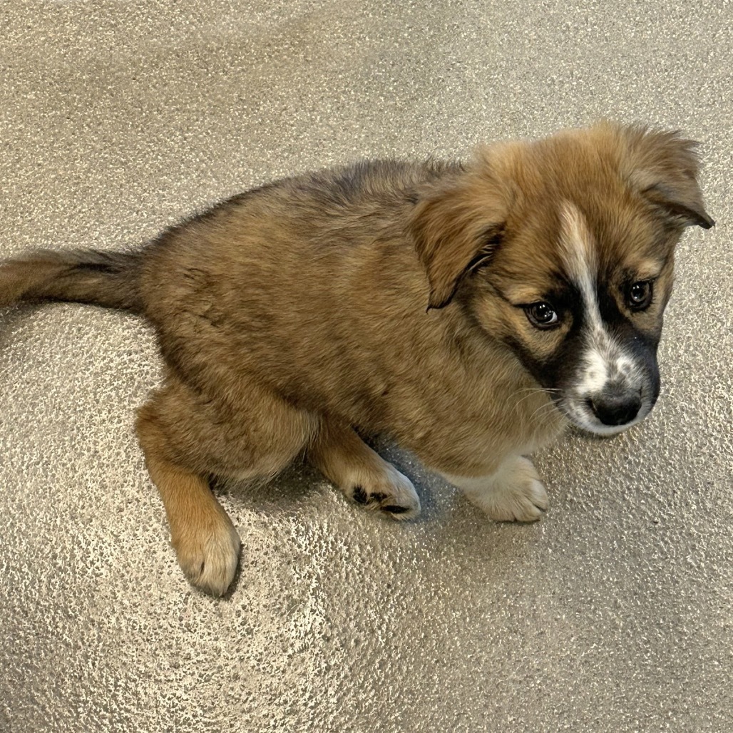 Armor Wing, an adoptable Mixed Breed in Hailey, ID, 83333 | Photo Image 2