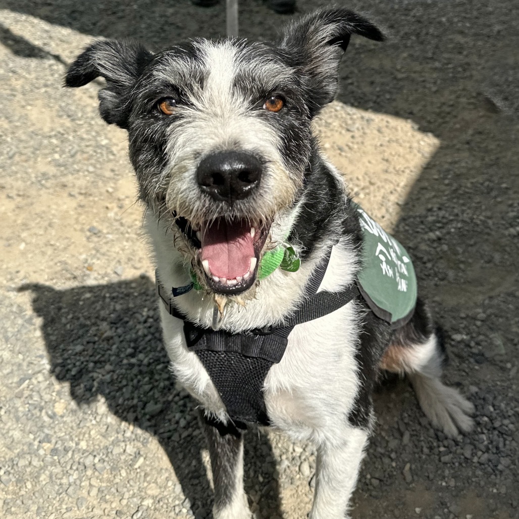 Charlie, an adoptable Mixed Breed in Hailey, ID, 83333 | Photo Image 1