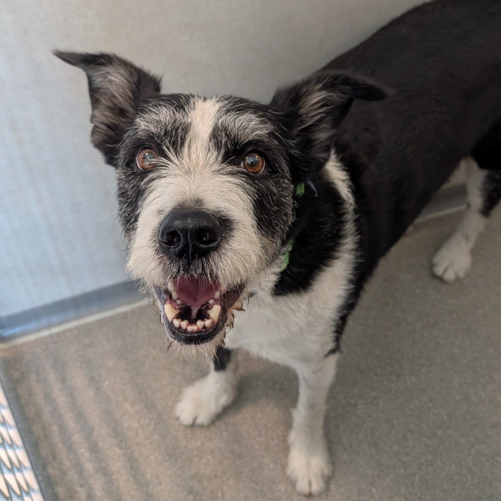 Charlie, an adoptable Mixed Breed in Hailey, ID, 83333 | Photo Image 2