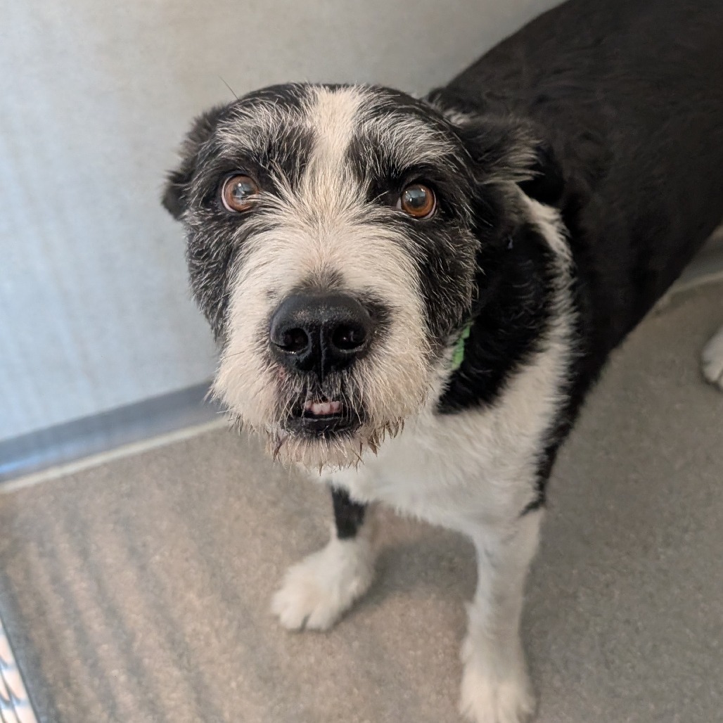 Charlie, an adoptable Mixed Breed in Hailey, ID, 83333 | Photo Image 3