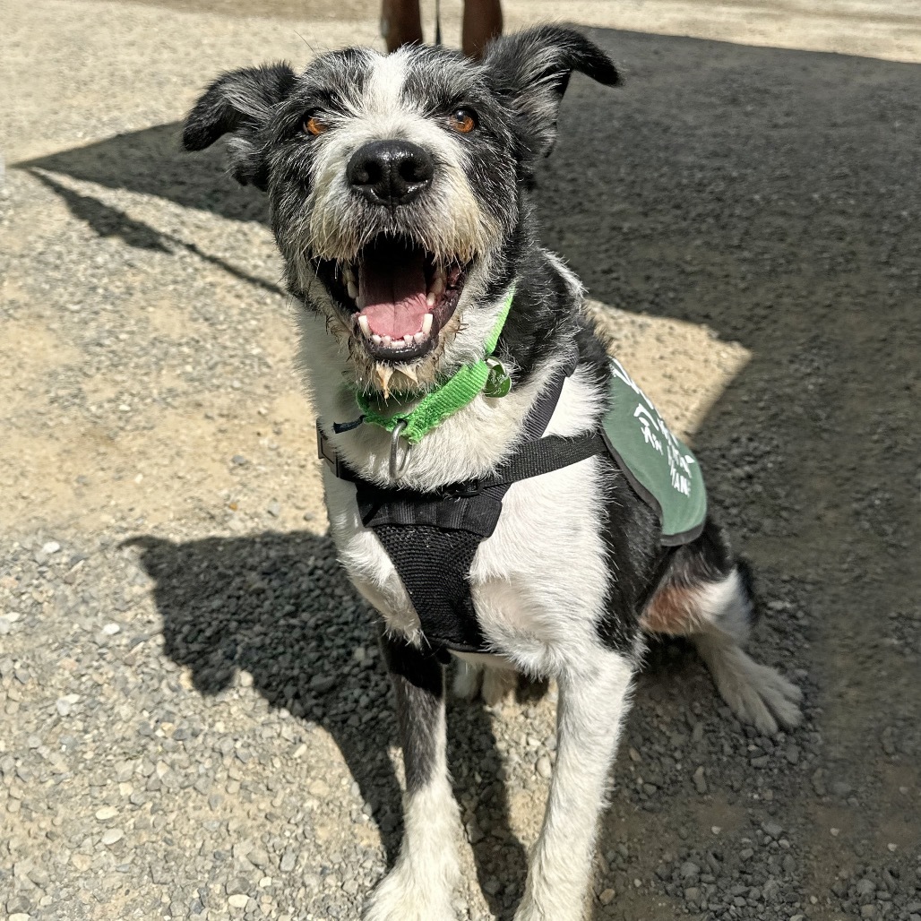 Charlie, an adoptable Mixed Breed in Hailey, ID, 83333 | Photo Image 4