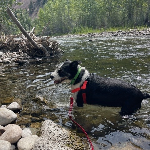 Charlie, an adoptable Mixed Breed in Hailey, ID, 83333 | Photo Image 5